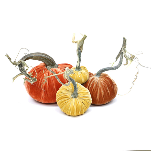 Velvet Pumpkin Trio - Citrus Spruce