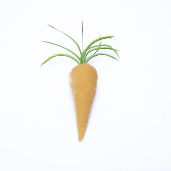 Velvet Carrot - Maize